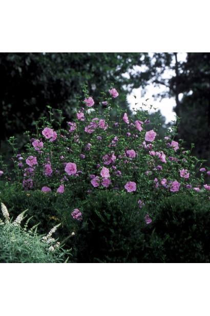 Гібіскус сирійський Лавандовий Шифон | Hibiscus syriacus Lavender Chiffon | Гибискус сирийский Лавандовый Шифон